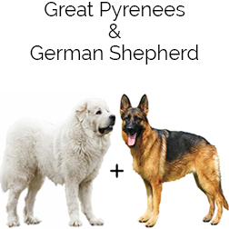 Germanees Dog